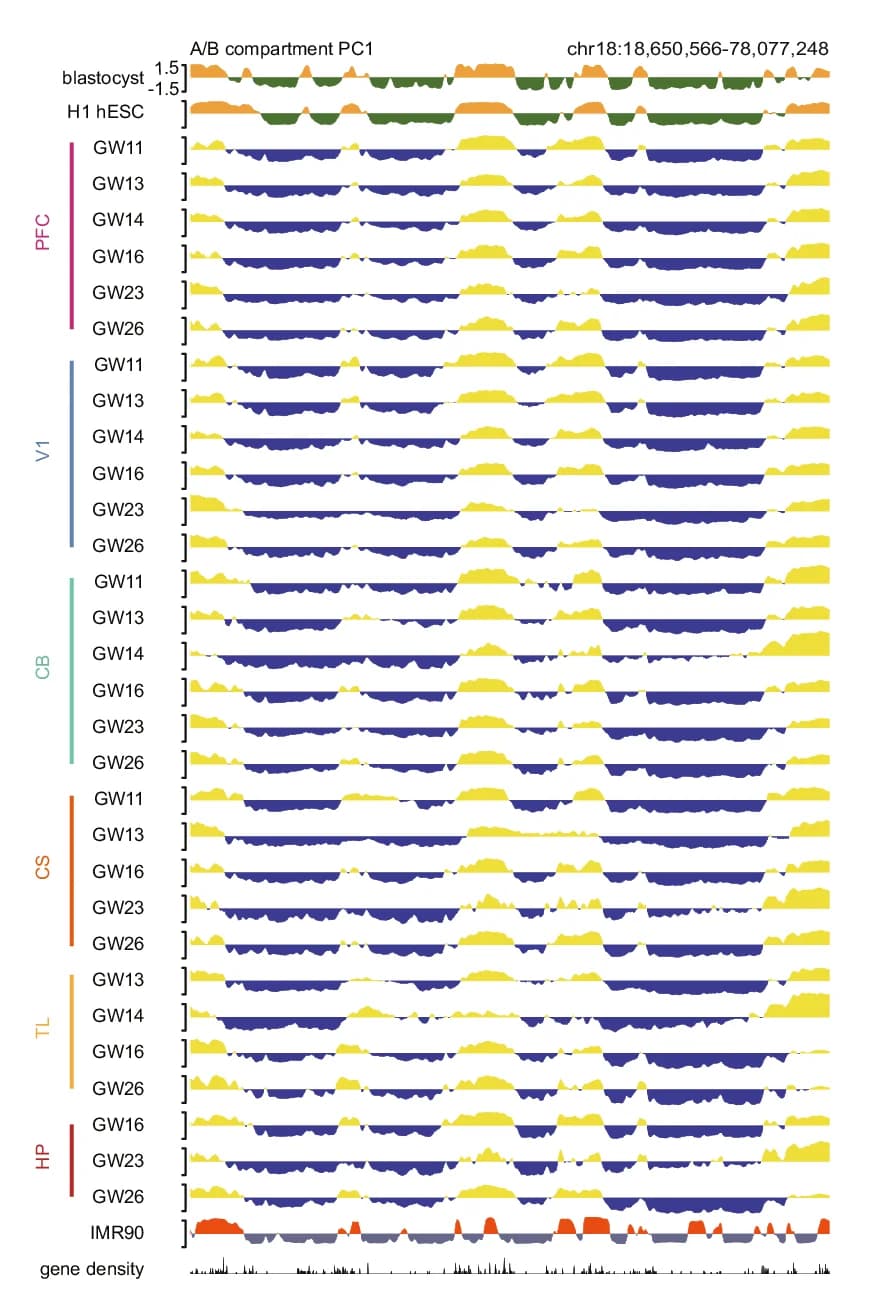 Open access visualization of Line Plot, Density Plot, A/B Compartment, PC1 Tracks, Brain Regions