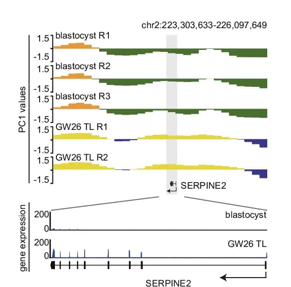 Open access visualization of Line Plot, A/B Compartment, Gene Expression, SERPINE2 Gene, Blastocyst