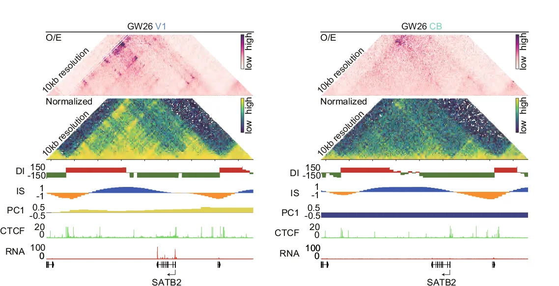 Open access visualization of Heatmap, Line Plot, O/E Heatmaps, Interaction Heatmaps, SATB2 Gene