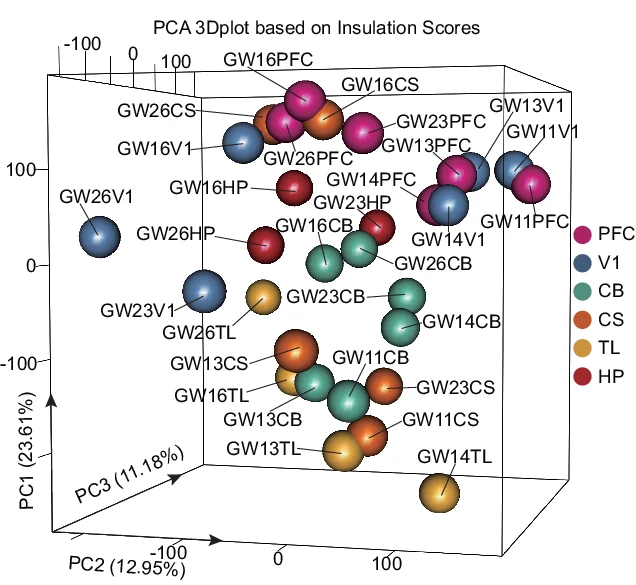 Open access visualization of 3D Plot, PCA, Insulation Score, Brain Samples, PC1