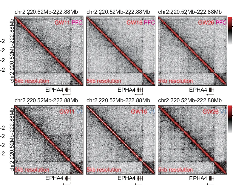 Open access visualization of Heatmap, EPHA4 Gene, PFC, V1, TADs