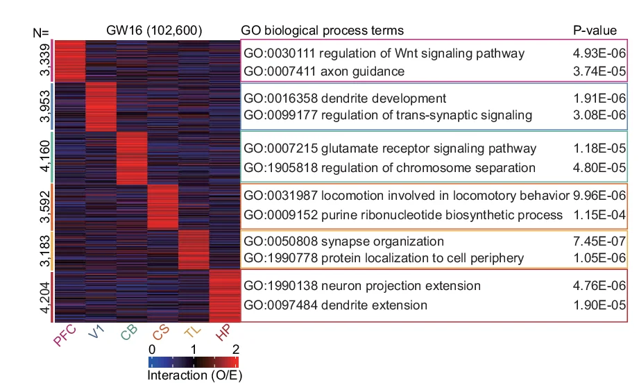 Open access visualization of Heatmap, Heatmaps, Brain Region, Loops, GW16