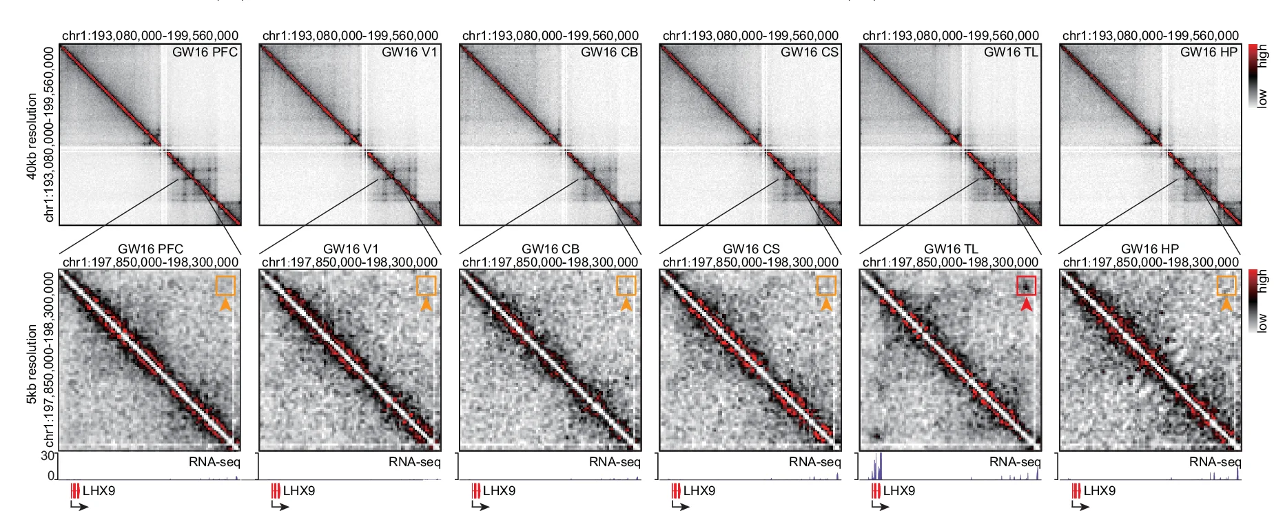 Open access visualization of Heatmap, Line Plot, Loops, LHX9 Gene, TL Region