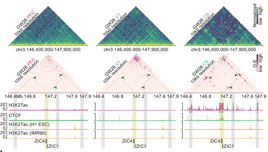Open access visualization of Heatmap, Line Plot, O/E Interaction Heatmaps, ZIC1/ZIC4 Gene, H3K27ac ChIP-seq