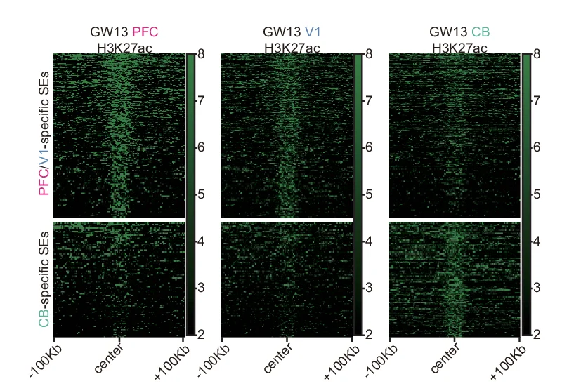 Open access visualization of Heatmap, H3K27ac Signal Enrichment, Heatmaps, Differential SEs, PFC/V1 Region