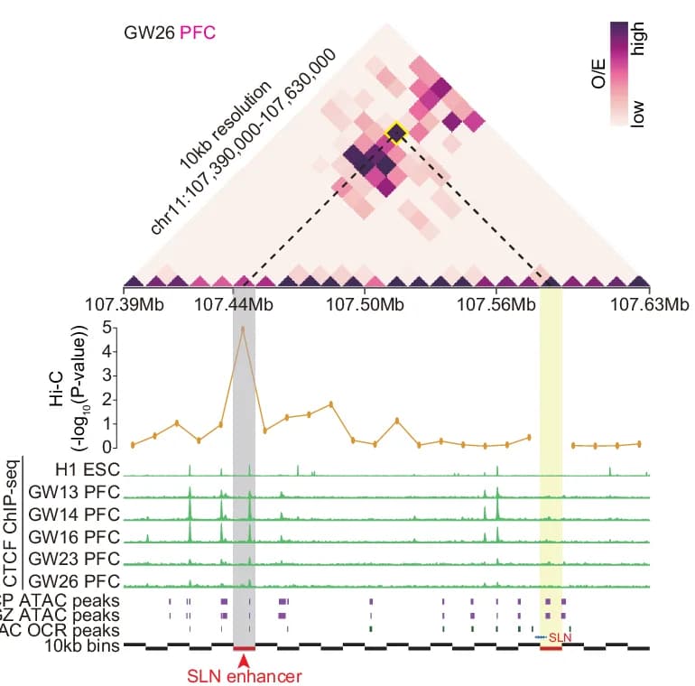 Open access visualization of Heatmap, Line Plot, Interaction Tracks, SLN Gene Promoter, ChIP-seq