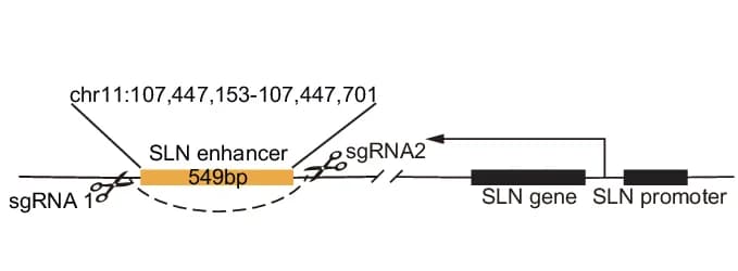 Open access visualization of Illustration, Schematic, SLN Enhancer, Knockout, Guide RNA