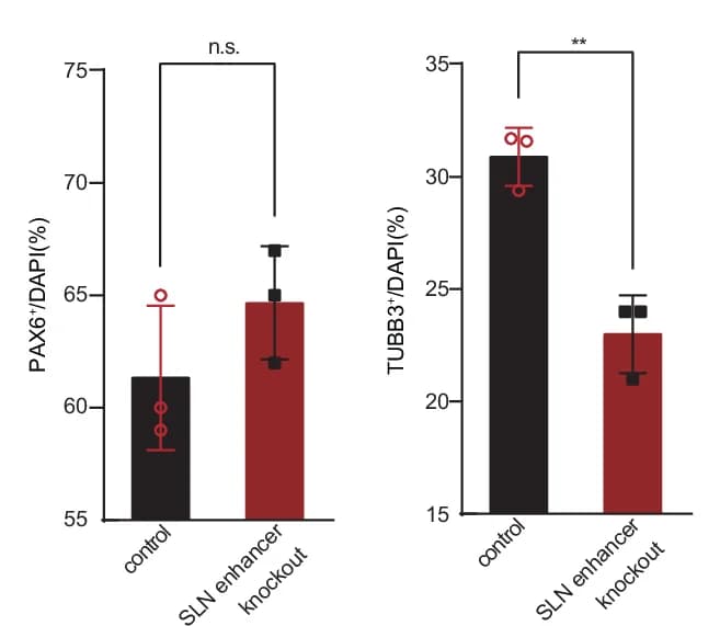 Open access visualization of Bar Plot, Error Bars, Barplots, PAX6 Neuron Progenitor Cells, TUBB3 Mature Neuron Cells