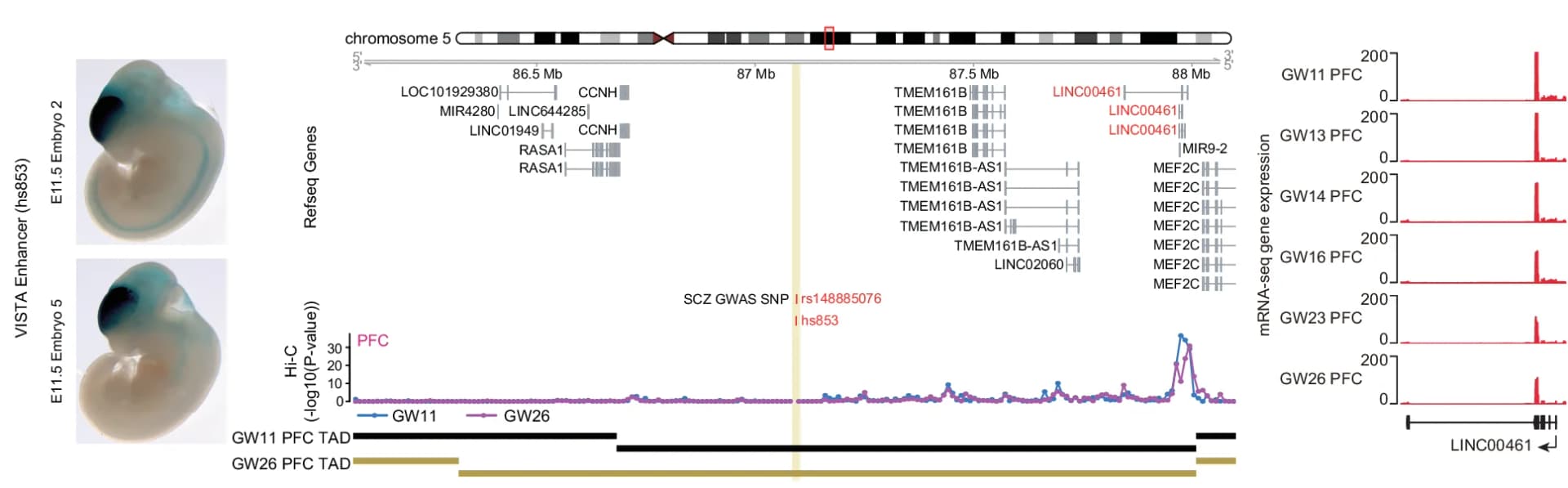 Open access visualization of Line Plot, Photo, Microscopy, SCZ, SNP