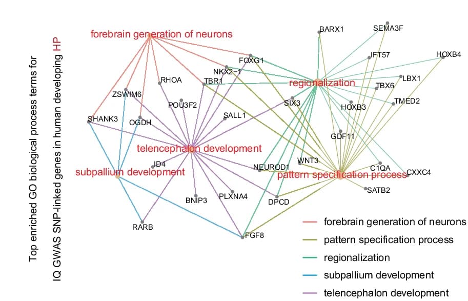 Open access visualization of Network, Pathway, GO Networks, IQ, GWAS
