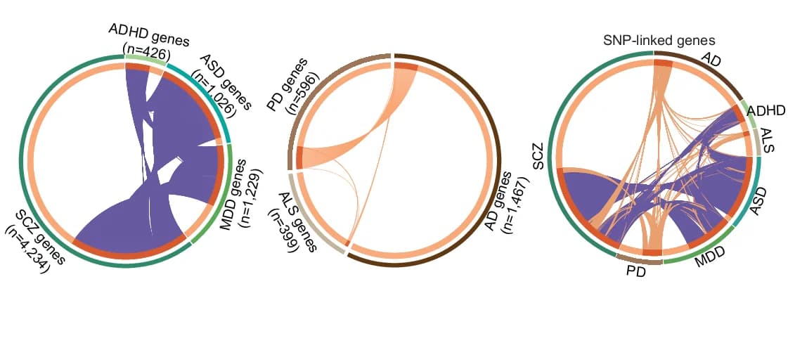 Open access visualization of Chord, Circular Overlap Plot, Genes, Neuropsychiatric Disorders, Neurodevelopmental Disorders