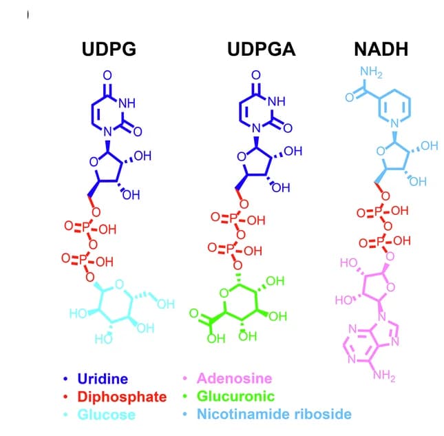 Open access visualization of Chemical Structure, Interactions, UDPG, P2Y14