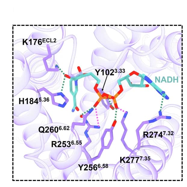 Open access visualization of Protein Structure, Chemical Structure, Interactions, NADH, P2Y14