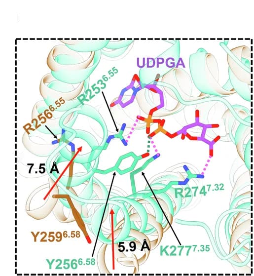 Open access visualization of Protein Structure, Chemical Structure, Structural Comparison, P2Y14, P2Y12