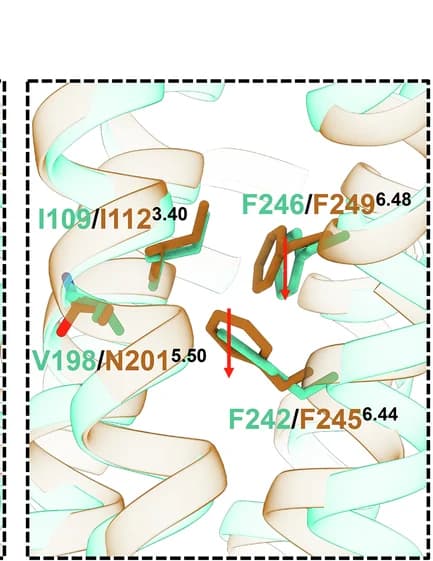 Open access visualization of Protein Structure, Structural Rearrangement, PIF Triad, Toggle Switch, P2Y14