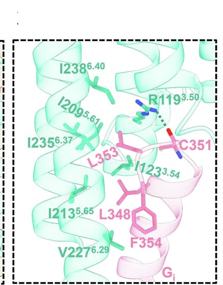 Open access visualization of Protein Structure, Interactions, P2Y14, Gi Alpha5-Helix, UDPGA