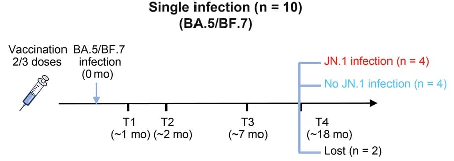 Open access visualization of Workflow, Illustration, Single Infection Group, Participants, Schematics