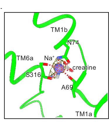 Open access visualization of Protein Structure, Chemical Structure, Sodium Ions, CRT-Creatine, Binding Site