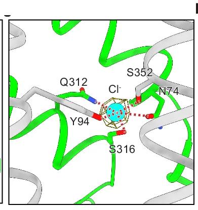 Open access visualization of Protein Structure, Chemical Structure, Chloride Ions, CRT-Creatine, Binding Site