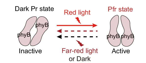 Open access visualization of Workflow, Illustration, PhyB, Red Light, Far-red Light