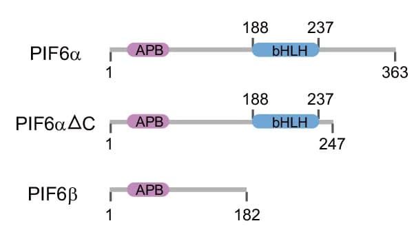 Open access visualization of Illustration, PIF6, Domain Architecture, APB Domain, bHLH Domain