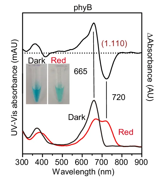 Open access visualization of Line Plot, Photo, PIF6, PhyB, Pull-Down Assay