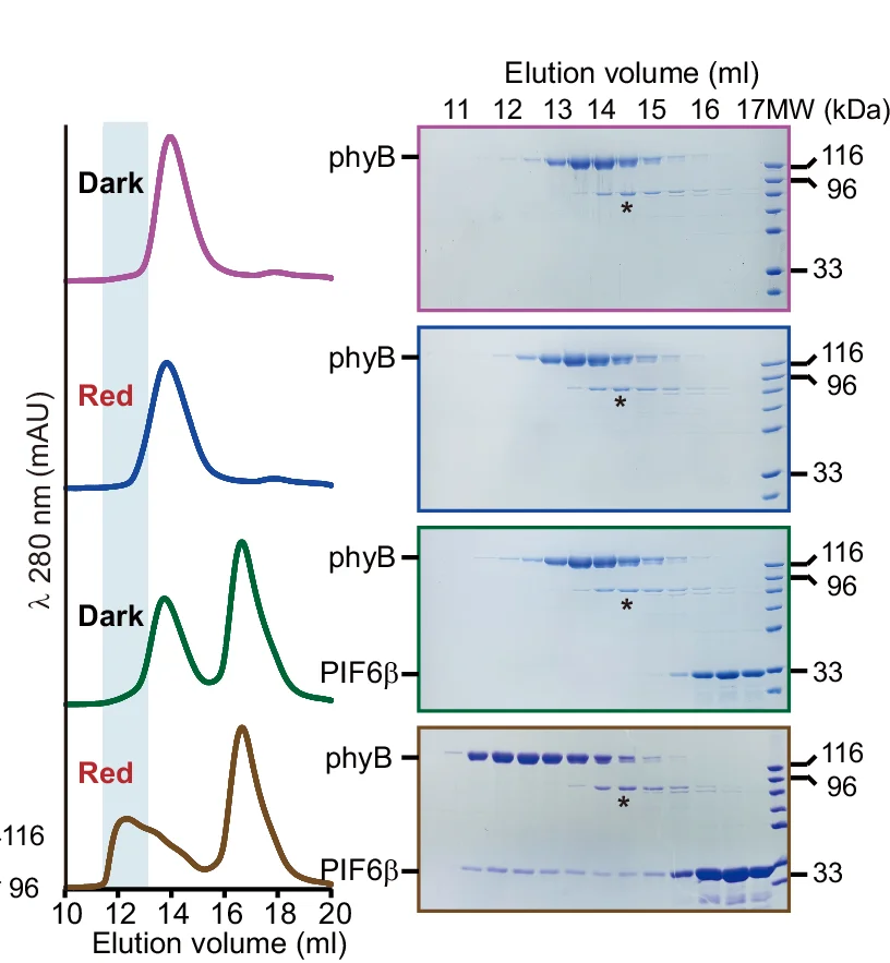 Open access visualization of Line Plot, Gel, PIF6 Beta, PhyB, Size Exclusion Chromatography