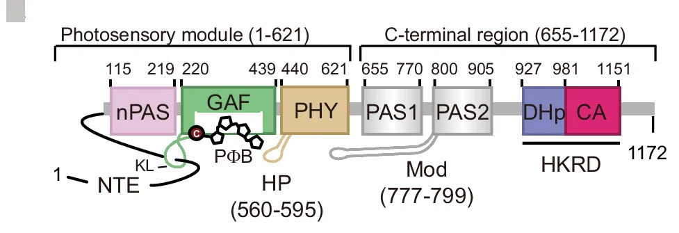 Open access visualization of Illustration, Domain Architecture, PhyB, PΦB, nPAS