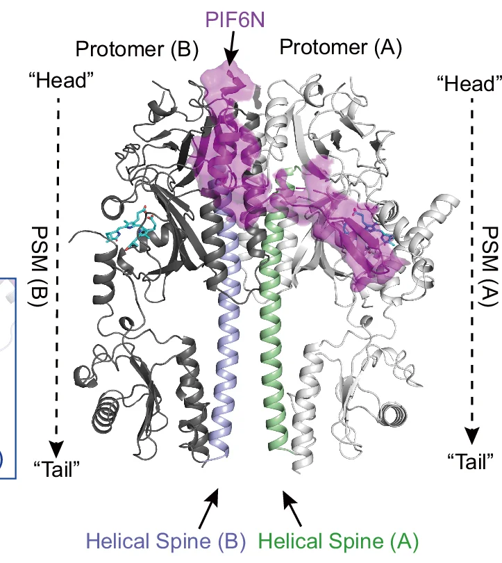 Open access visualization of Protein Structure, Overall Structure, PhyB-Pfr-PIF6β Complex, PhyB-Pfr Molecules, PIF6β Molecule