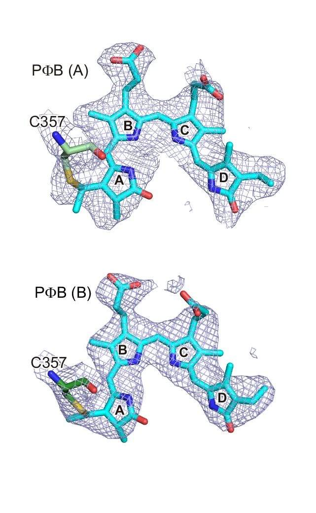 Open access visualization of Protein Structure, Chemical Structure, Density Maps, PΦB, PhyB-Pfr Protomer A