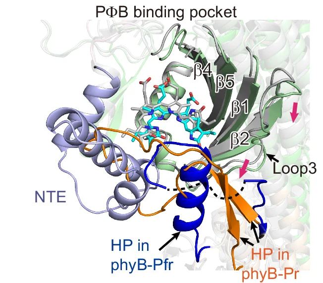 Open access visualization of Protein Structure, Chemical Structure, PΦB Binding Pockets, phyB-Pr, GAF Domain
