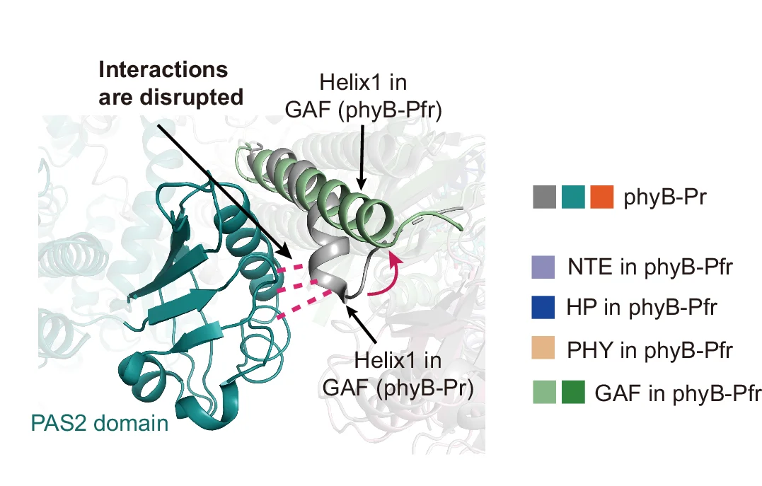 Open access visualization of Protein Structure, Helix 1, GAF Domain, PIF6β-bound phyB-Pfr, PAS2 Domain