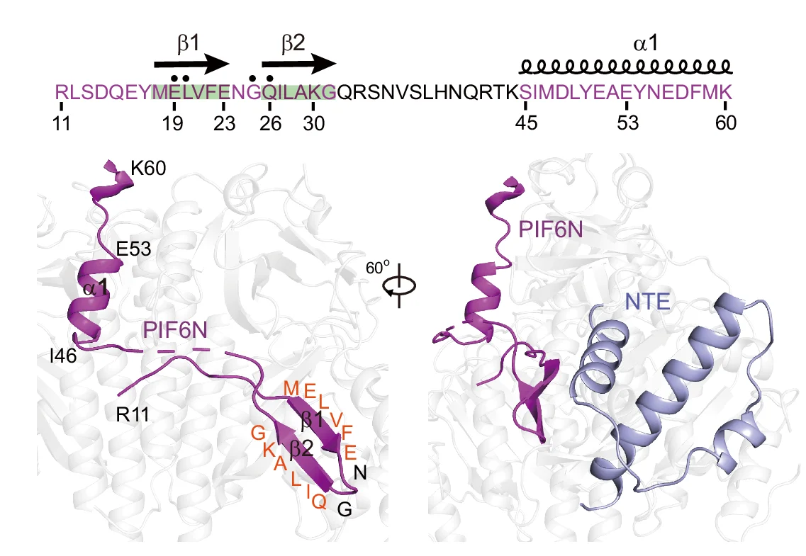 Open access visualization of Protein Structure, PIF6N Structure, phyB-Pfr-PIF6 Complex, Sequence, Secondary Structure