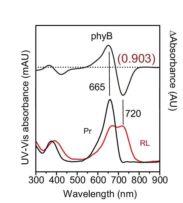 Open access visualization of Line Plot, UV-vis Absorbance Spectra, phyB, PIF6, PIF6 Mutant
