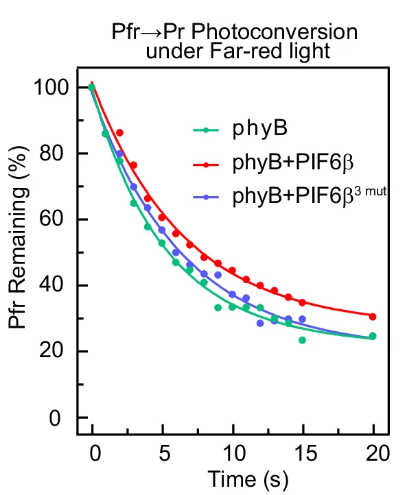 Open access visualization of Line Plot, Scatter Plot, Photoconversion, phyB, PIF6
