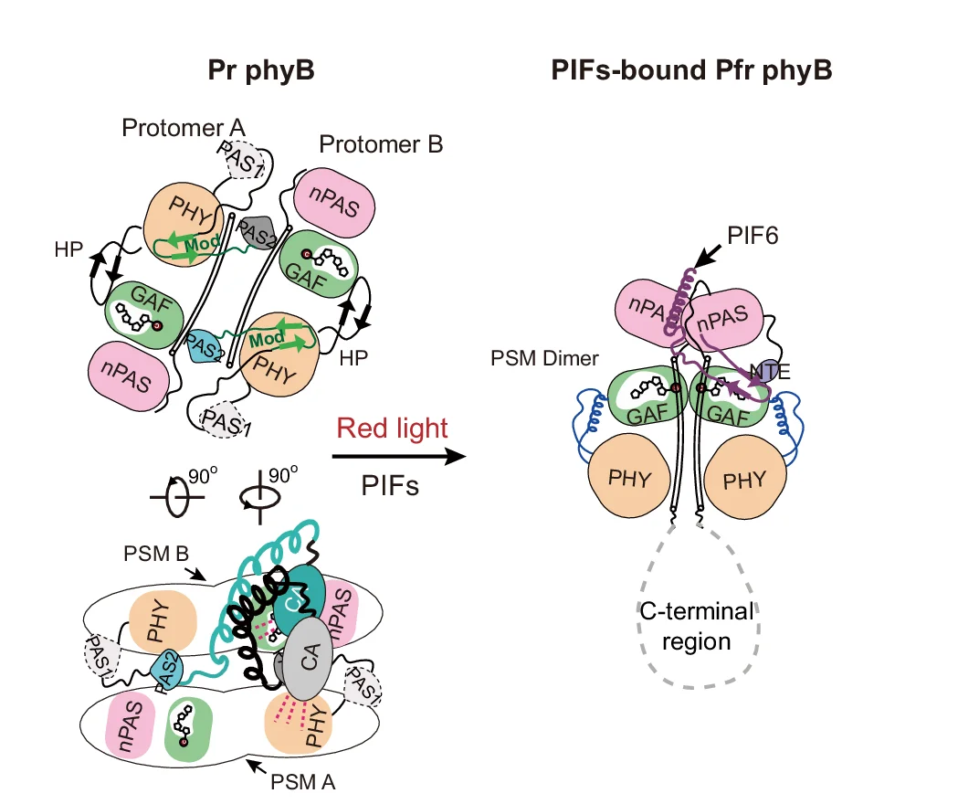 Open access visualization of Illustration, Proposed Model, Photoconversion, PIF6, Signal Transduction