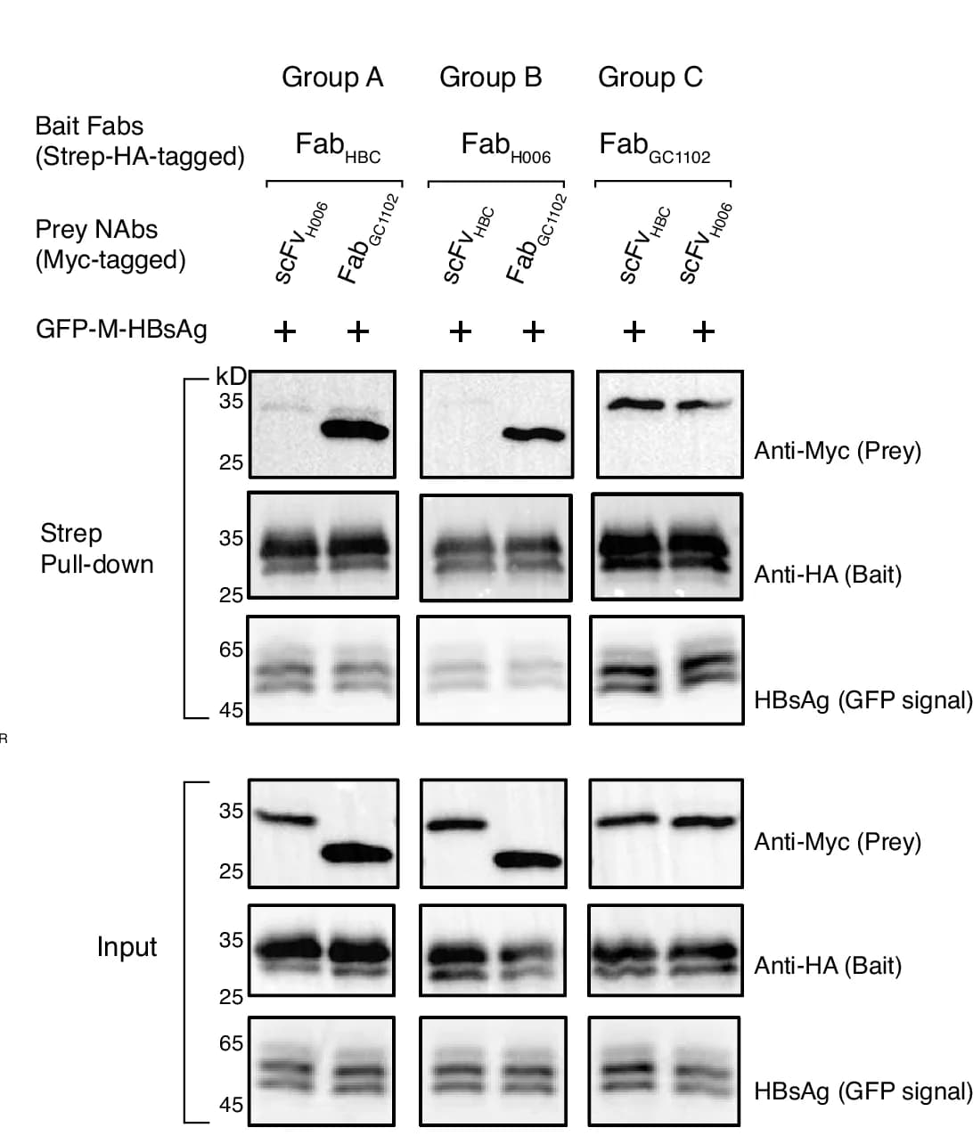 Open access visualization of Gel, Strep-tag Pull-Down, Neutralizing Antibodies, Fab Binding, Western Blotting
