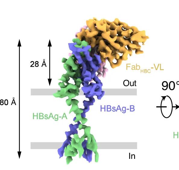 Open access visualization of Protein Structure, Cryo-EM Map, HBsAg, Fab HBC, Detergent Micelle