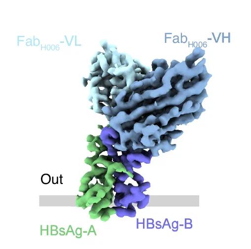 Open access visualization of Protein Structure, Cryo-EM Map, HBsAg, Fab H006, Viral Envelope