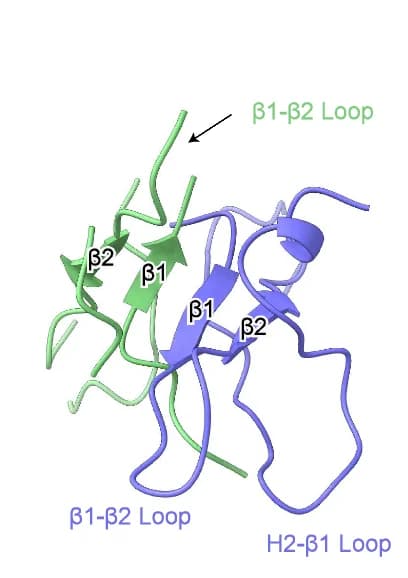 Open access visualization of Protein Structure, AGL Type B, Cartoon Representation