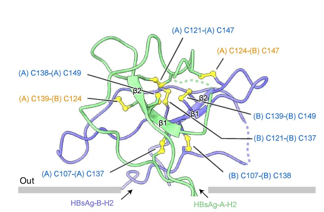 Open access visualization of Protein Structure, Chemical Structure, AGL Type A, Cartoon Representation, Cysteine Pairs