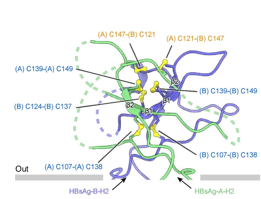 Open access visualization of Protein Structure, AGL Type B, Cartoon Representation