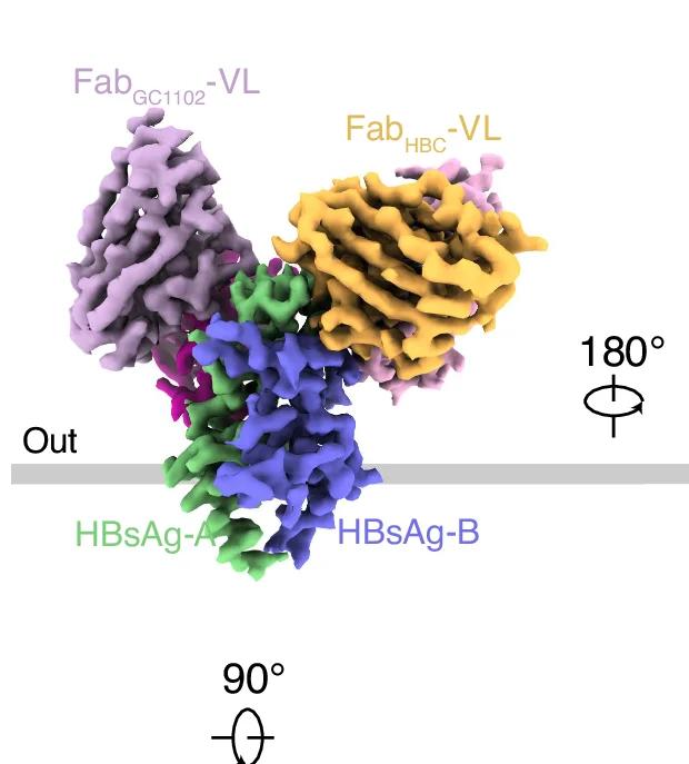 Open access visualization of Protein Structure, Cryo-EM Map, HBsAg, Fab GC1102, Fab HBC