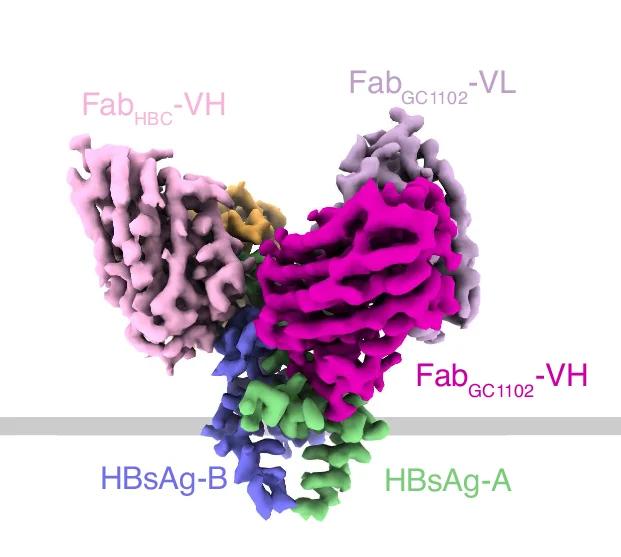 Open access visualization of Protein Structure, Cryo-EM Map, HBsAg, Fab GC1102, Fab HBC