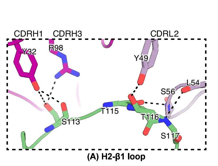 Open access visualization of Protein Structure, Protein Interface, Fab GC1102, HBsAg, H2-1 Loop
