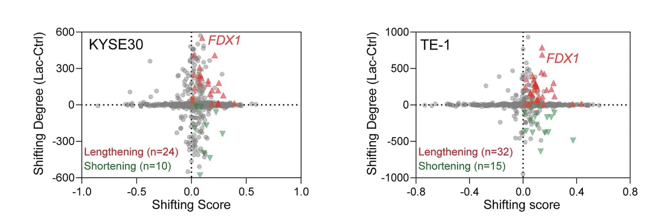 Open access visualization of Scatter Plot, Volcano Plot, Genes, 3 UTRs, ESCC Cells