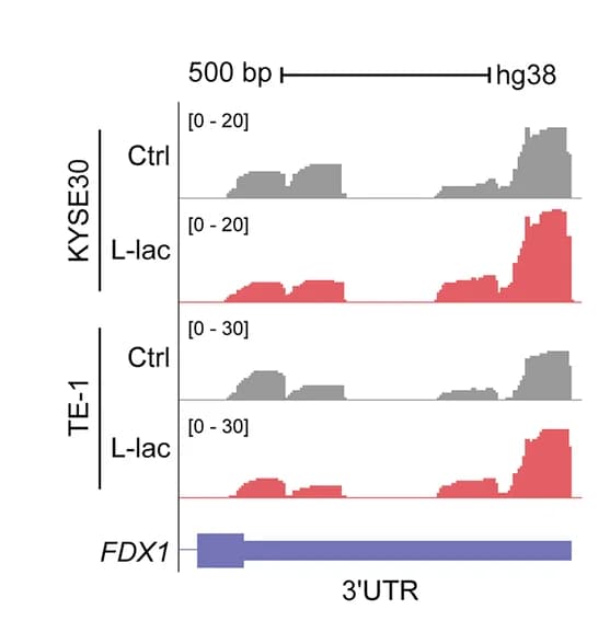 Open access visualization of Line Plot, Line Step, PAS-Seq Density Plots, FDX1, 3 UTR Lengthening