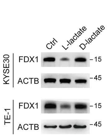 Open access visualization of Gel, Immunoblot Analysis, FDX1 Protein Levels, ESCC Cells, L-Lactate