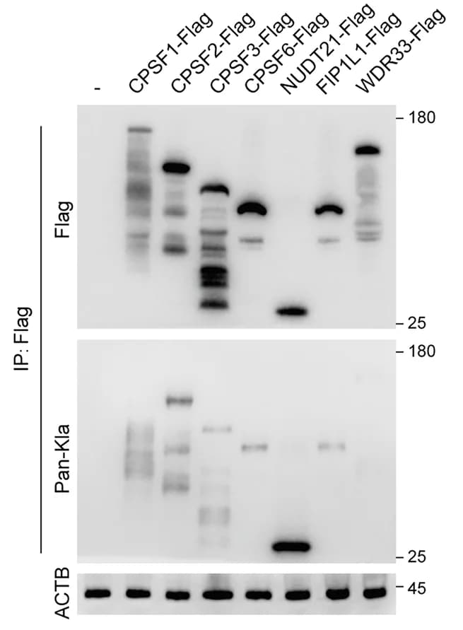 Open access visualization of Gel, Immunoblot Analysis, Lactylation, 3' UTR Processing, Proteins