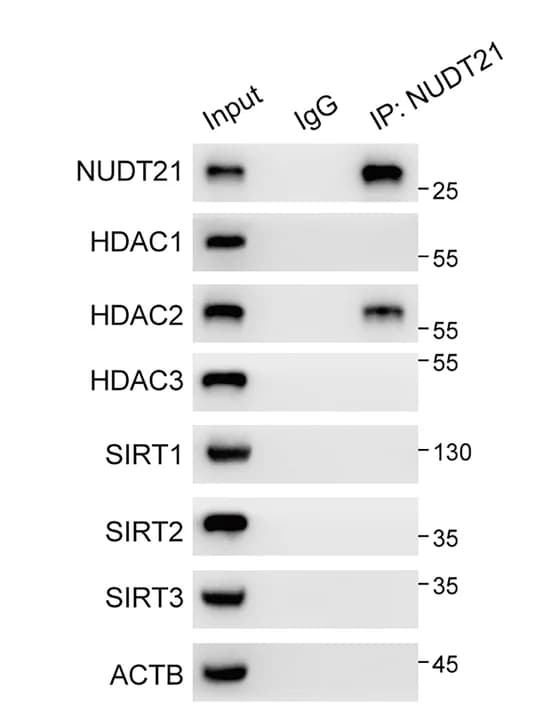Open access visualization of Gel, Protein Interaction, NUDT21, HDAC2, Co-IP